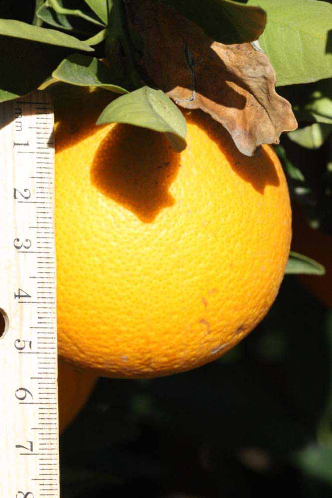              Fruit (Palmer, Riverside, CA)       